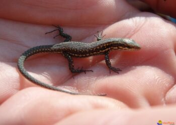 Comment sauver un bébé lézard ?