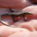 Comment sauver un bébé lézard ?