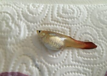 Comment sauver un guppy mourant ?