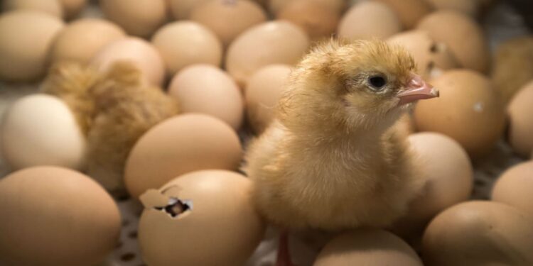 Comment sauver un œuf ?