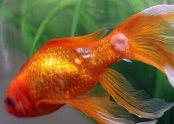 Comment sauver un poisson qui est en train de mourir ?