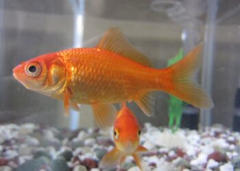 Comment sauver un poisson rouge de la mort ?