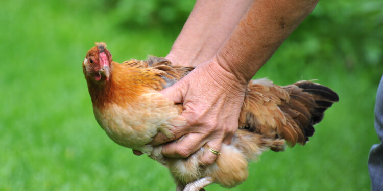 Comment sauver une poule malade ?