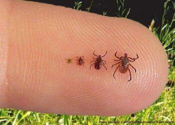 Comment savoir depuis combien de temps on a une tique ?