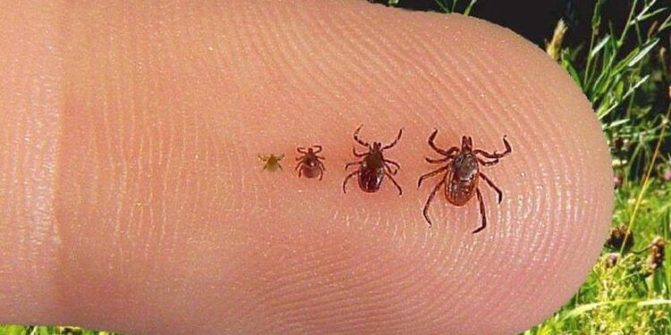 Comment savoir depuis combien de temps on a une tique ?