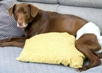 Comment savoir la fin des chaleurs chez la chienne ?