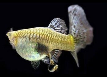 Comment savoir quand la femelle guppy va accoucher ?