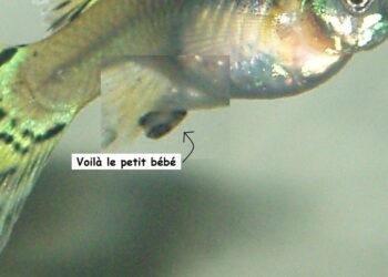 Comment savoir quand la guppy va pondre ?