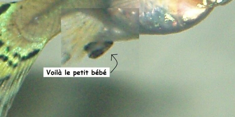 Comment savoir quand la guppy va pondre ?