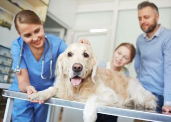 Comment savoir quand un chien essaie de vous dominer ?