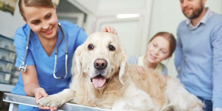 Comment savoir quand un chien essaie de vous dominer ?