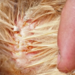 Comment savoir que mon chat a des poux ?