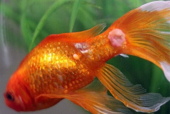 Comment savoir qu'un poisson meurt ?