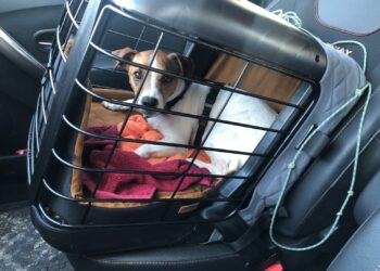 Comment savoir si cage IATA ?