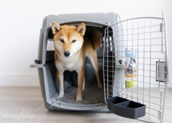 Comment savoir si cage IATA ?