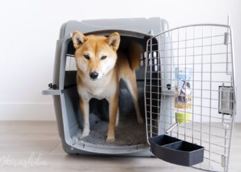 Comment savoir si cage IATA ?