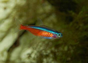 Comment savoir si c'est le néon ou le starter ?