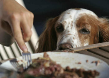 Comment savoir si c'est le temps de faire euthanasier son chien ?