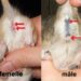 Comment savoir si c'est un mâle ou une femelle ?