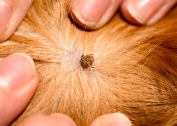 Comment savoir si c'est une tique sur un chien ?