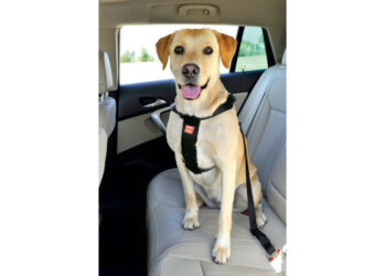 Comment savoir si harnais trop petit ?