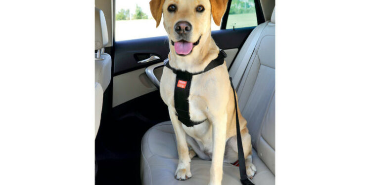 Comment savoir si harnais trop petit ?