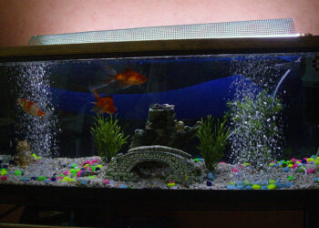 Comment savoir si il y a de l'oxygène dans un aquarium ?