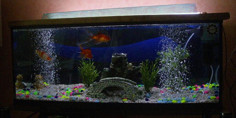 Comment savoir si il y a de l'oxygène dans un aquarium ?