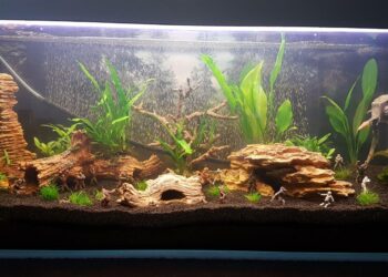 Comment savoir si il y a un pic de nitrite ?