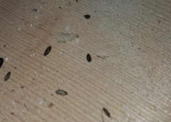 Comment savoir si il y a un rat dans la maison ?