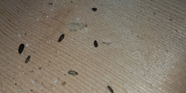 Comment savoir si il y a un rat dans la maison ?