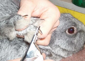 Comment savoir si je dois couper les griffes de mon lapin ?