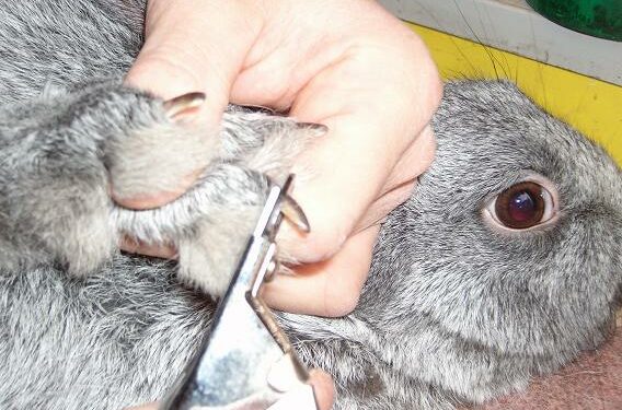 Comment savoir si je dois couper les griffes de mon lapin ?