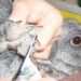 Comment savoir si je dois couper les griffes de mon lapin ?