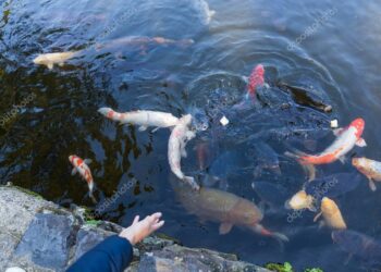 Comment savoir si je donne assez à manger à mes poissons ?