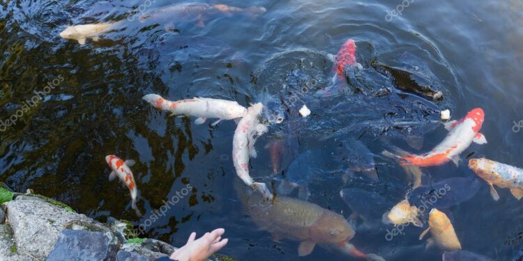 Comment savoir si je donne assez à manger à mes poissons ?