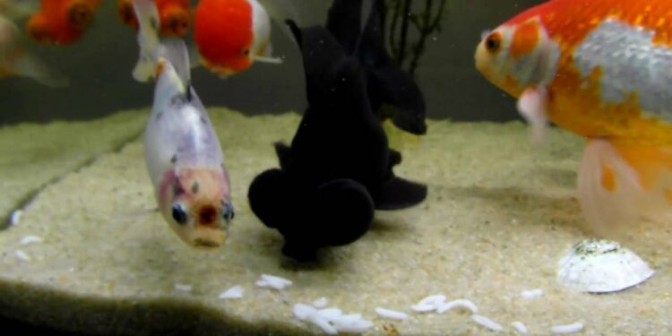 Comment savoir si je donne assez à manger à mes poissons ?