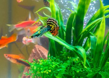 Comment savoir si je donne assez à manger à mes poissons ?