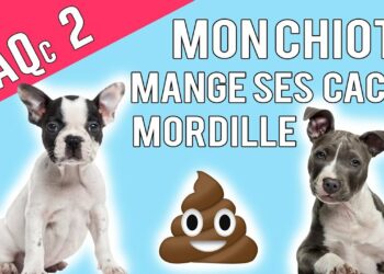Comment savoir si je donne assez à manger à mon chiot ?