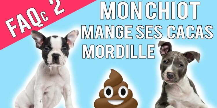 Comment savoir si je donne assez à manger à mon chiot ?