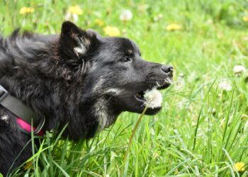 Comment savoir si je donne assez à manger à mon chiot ?