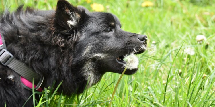 Comment savoir si je donne assez à manger à mon chiot ?