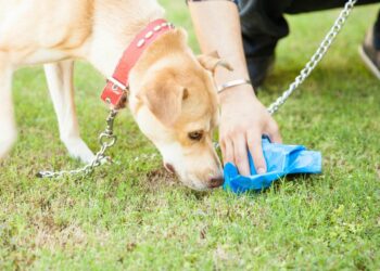 Comment savoir si je donne assez à manger à mon chiot ?
