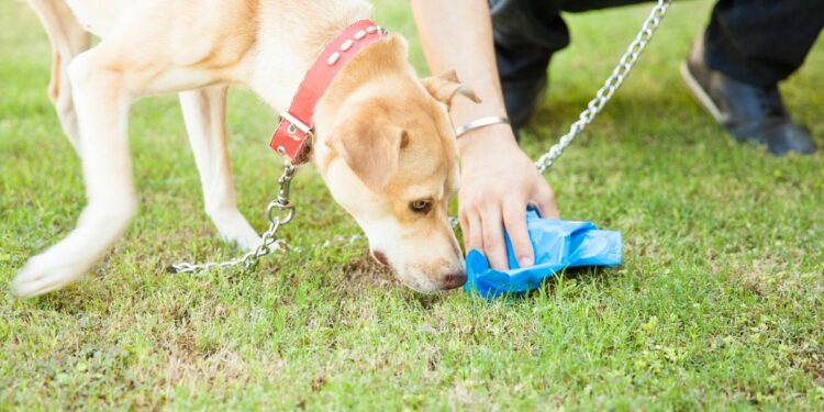 Comment savoir si je donne assez à manger à mon chiot ?
