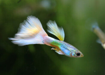 Comment savoir si la femelle guppy va accoucher ?