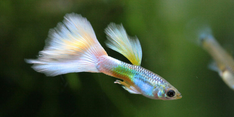 Comment savoir si la femelle guppy va accoucher ?