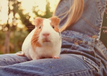 Comment savoir si le cochon d'Inde est heureux ?