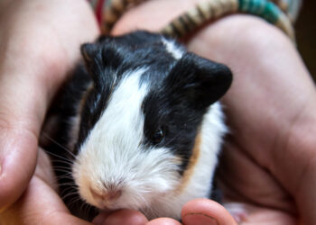 Comment savoir si le cochon d'Inde nous aime ?