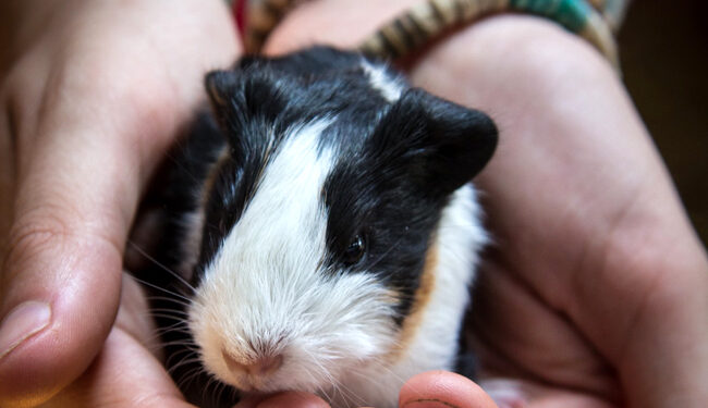 Comment savoir si le cochon d'Inde nous aime ?