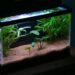 Comment savoir si le filtre de mon aquarium fonctionne bien ?